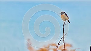 Tarabilla Europea ÃÂ Common stonechat